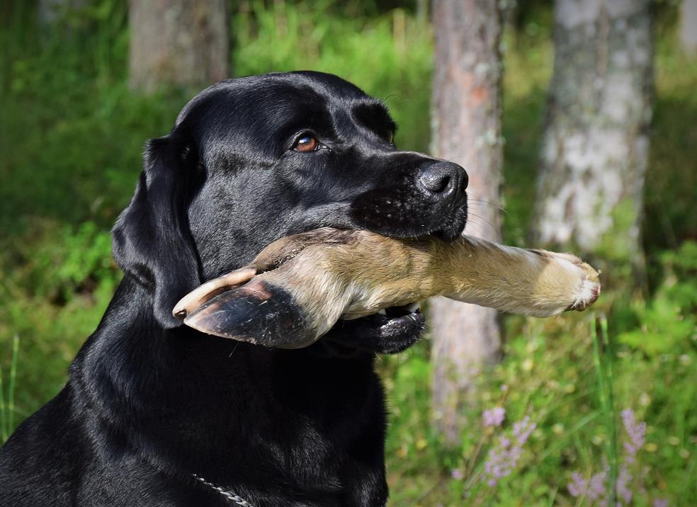 Jäljestyskurssi: MEJÄ - Kohti Koetta! Avoin luokka by Jälkimestarit